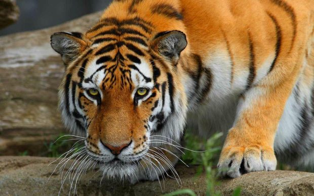Bengal Tiger Desktop Background.