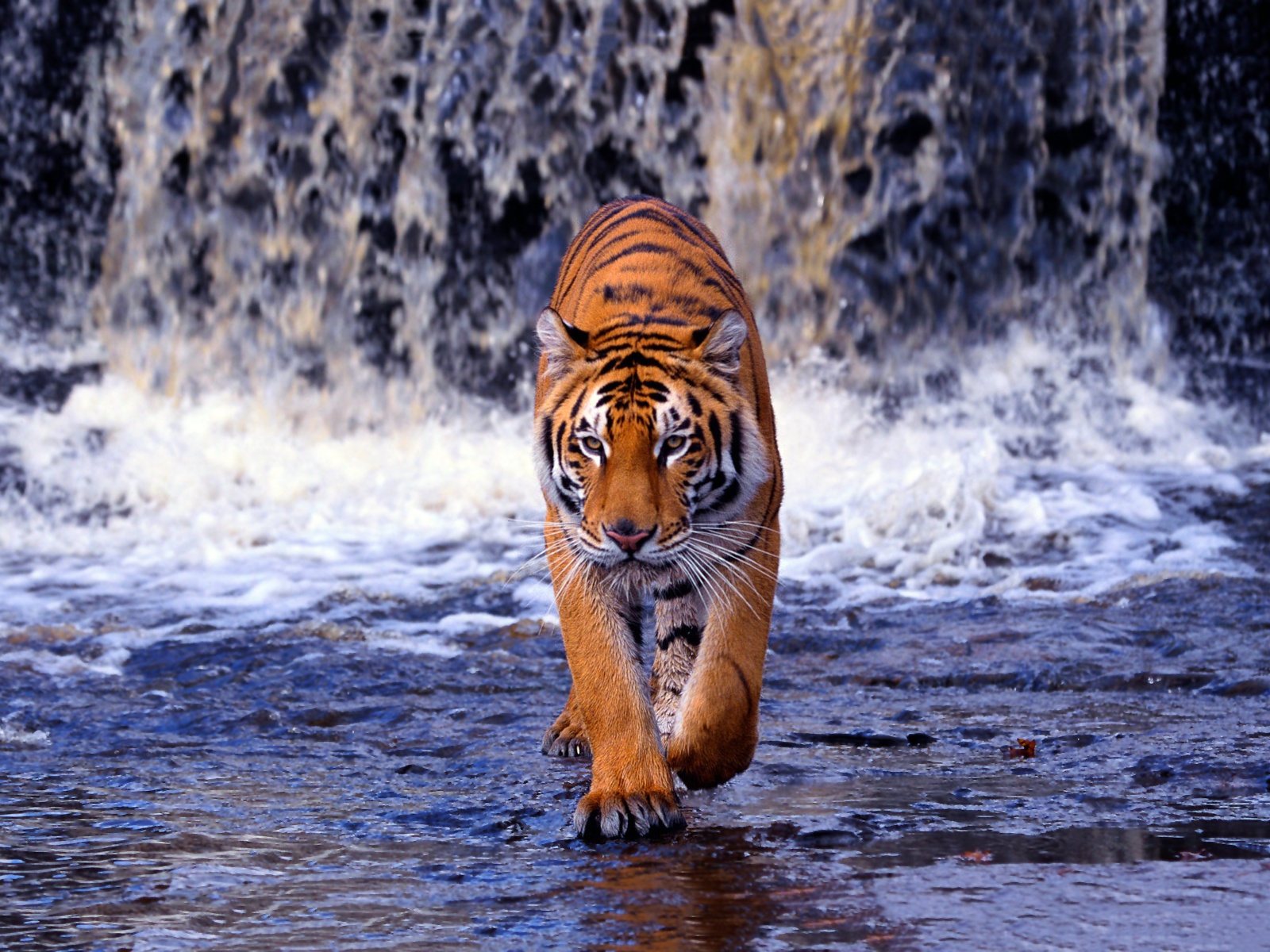 Download wallpaper 2560x1440 tiger, face, predator, big cat widescreen 16:9  hd background