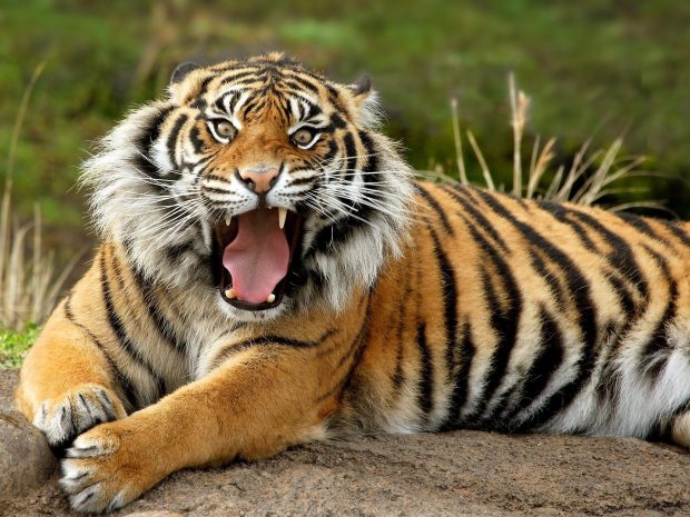 Bengal Tiger HD Background.