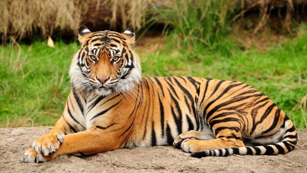 Bengal Tiger HD Wallpaper.