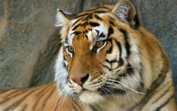 Bengal Tiger Wallpaper HD.