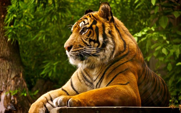 Bengal Tiger Wallpaper Widescreen.
