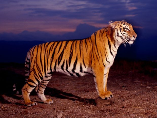 Bengal Tiger Widescreen Background.