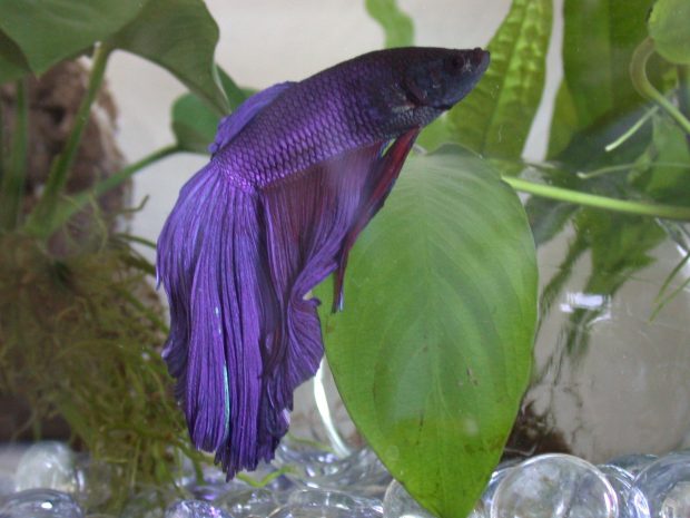 Betta Fish Backgrounds.