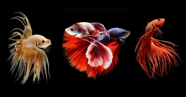 Betta Fish Images 1950x1024.