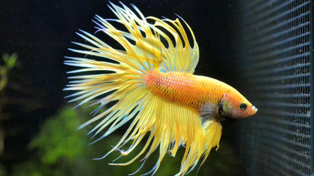 Betta Fish Images.