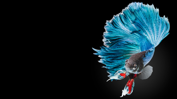 Betta Fish Photos Download.