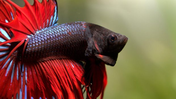 Betta Fish Wallpapers HD.