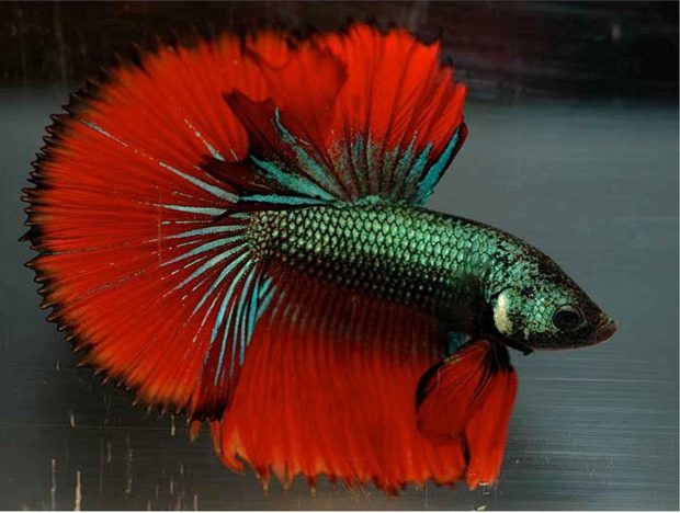 Betta Fish Wallpapers HD Free Download.