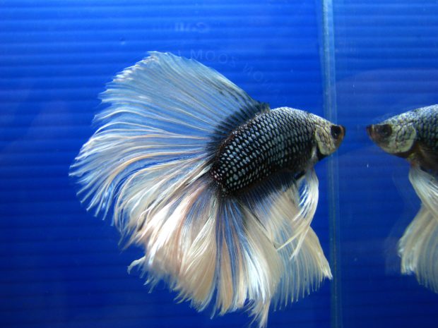 Betta beauty Fish HD Wallpaper.