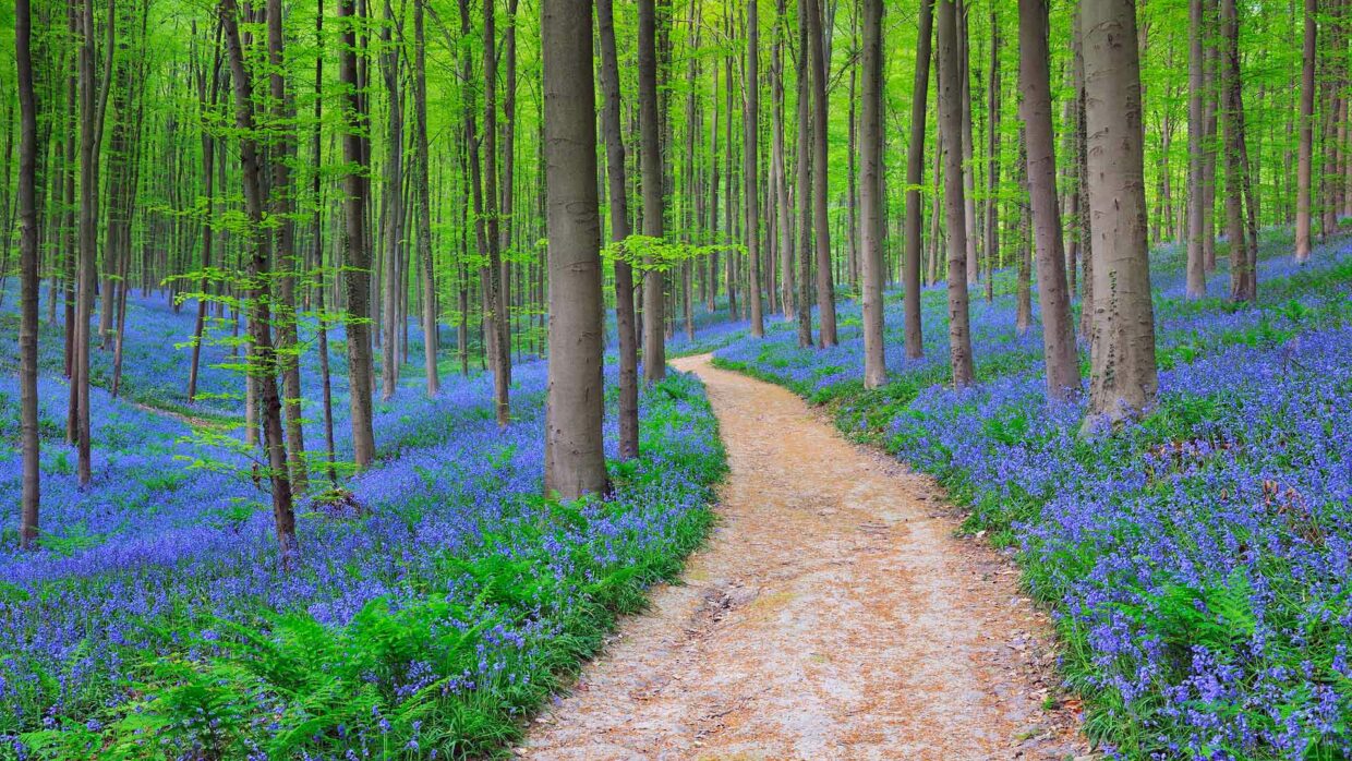 Bing Daily Backgrounds - PixelsTalk