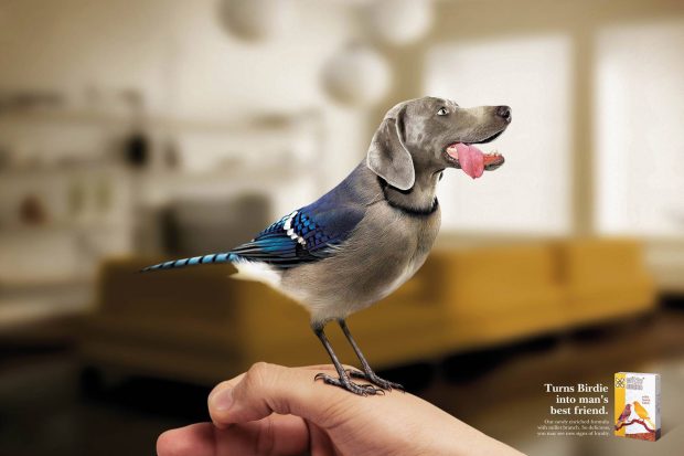 Bird dog funny wallpaper.