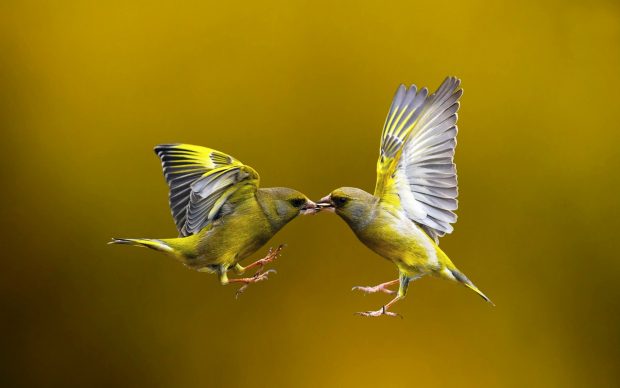 Birds are kissing most beautiful amazing wallpapers.