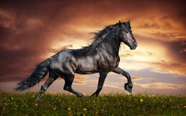 Black Arabian Horse Background.