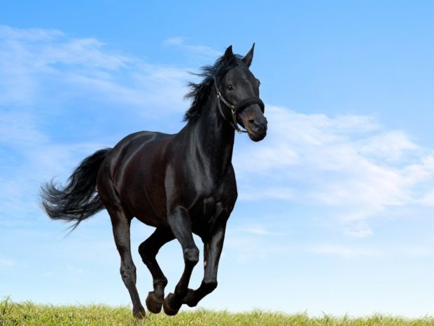 Black Arabian Horse Background.