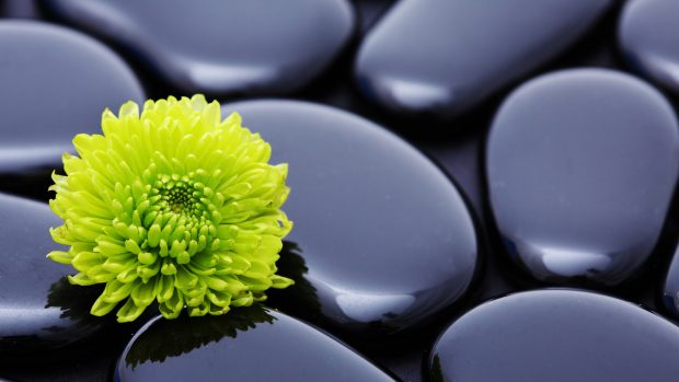 Black Stone with Flower Wallpaper.