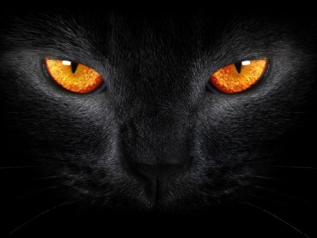 Black and Orange Cat Wide 1600x1200.