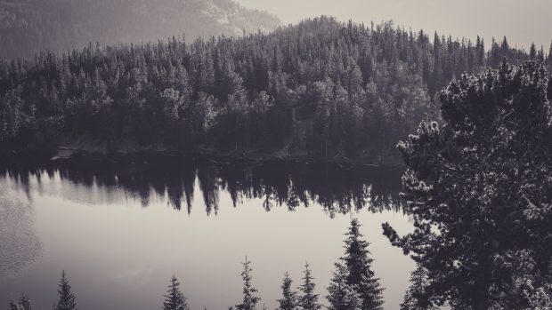Black and White Forest 2560x1440 High Quality.