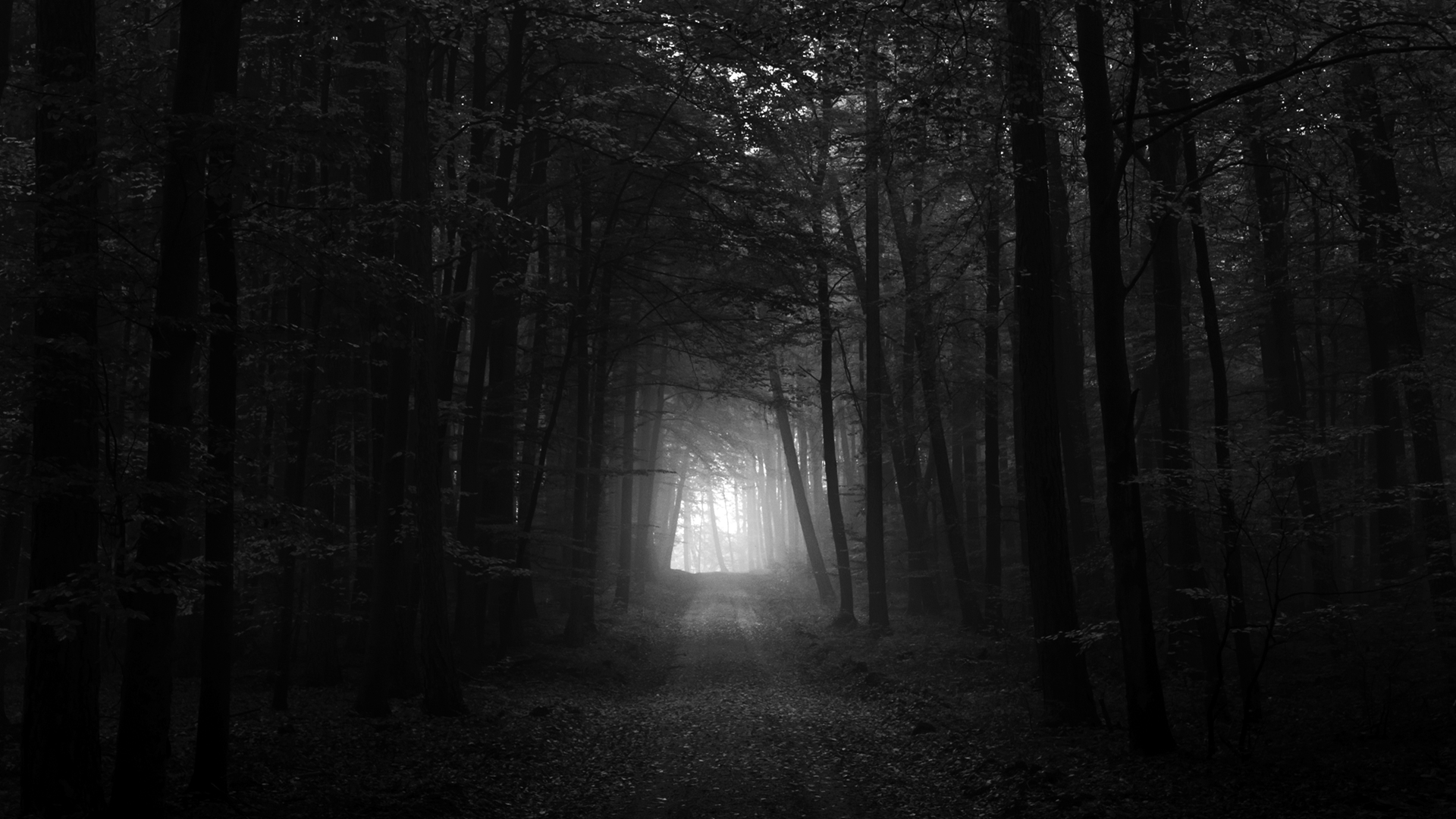 Black and White Forest Background for Desktop | PixelsTalk.Net