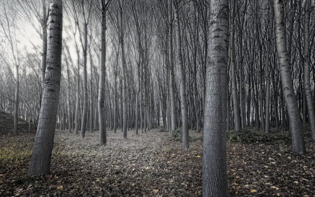 Black and White Forest Background HD.