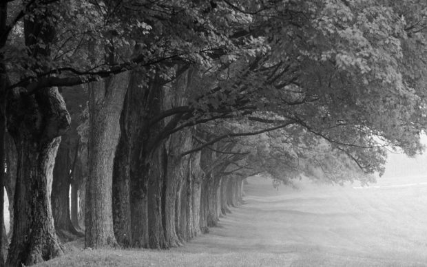 Black and White Forest Background Widescreen.