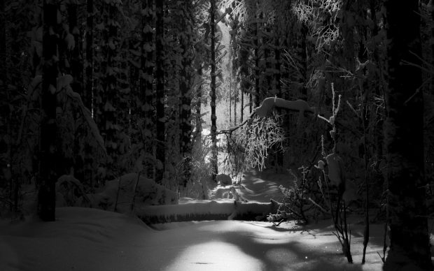 Black and White Forest Background for Desktop.