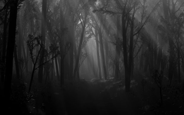 Black and White Forest Desktop Background.