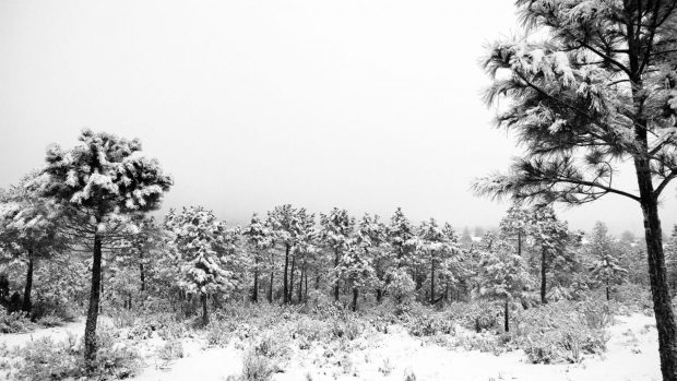 Black and White Forest Full HD Background.