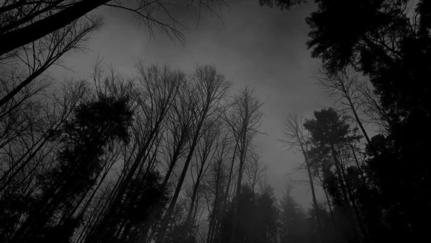 Black and White Forest Full HD Wallpaper.