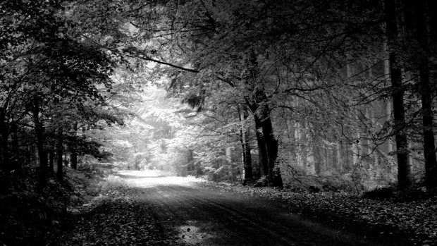 Black and White Forest HD Wallpaper.