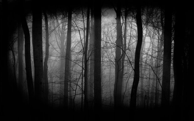 Black and White Forest Wallpaper Free Download.