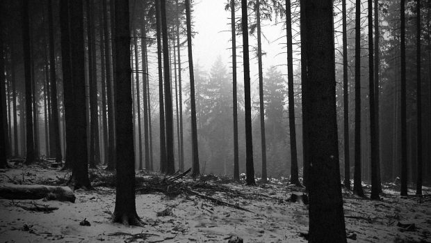 Black and White Forest Wallpaper Full HD.