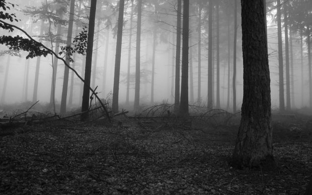 Black and White Forest Wallpaper HD.