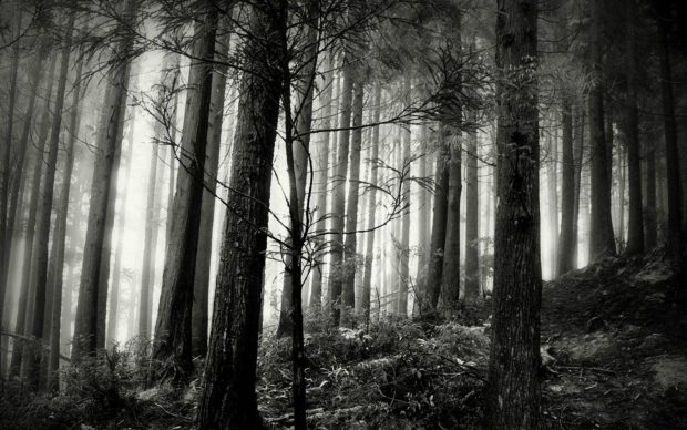 Black and White Forest Wallpaper Widescreen.