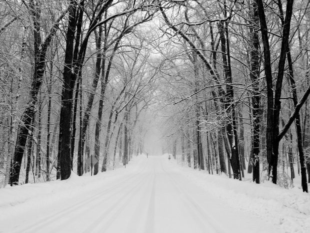 Black and White Snow Forest Wallpaper.