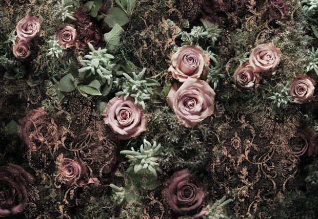 Black and pink velvet roses wall mural wallpaper.