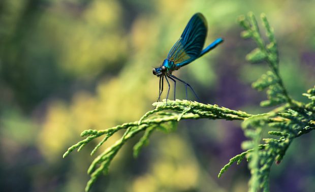 Blue dragonfly macro wallpaper 1920x1200.