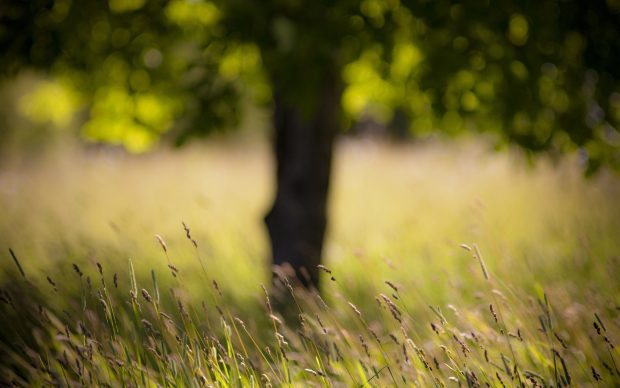 Blurred nature hd backgrounds.