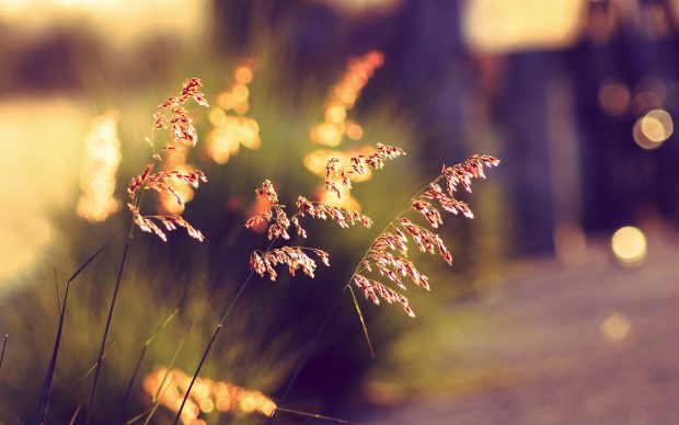 Bokeh sunset grass summer wallpapers 3840x2400.