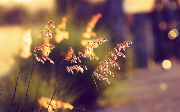 Bokeh sunset grass summer wallpapers 3840x2400.