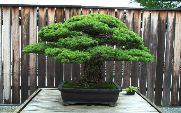 Bonsai Tree Background Free Download.