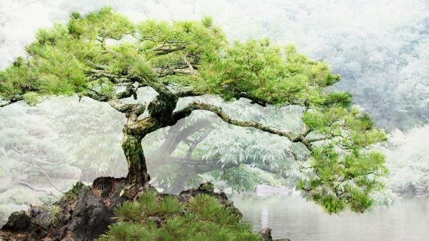 Bonsai Tree Background Full HD.