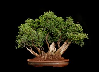 Bonsai Tree Background HD.