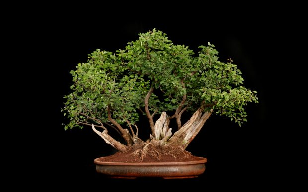 Bonsai Tree Background HD.