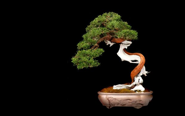 Bonsai Tree Background Widescreen.