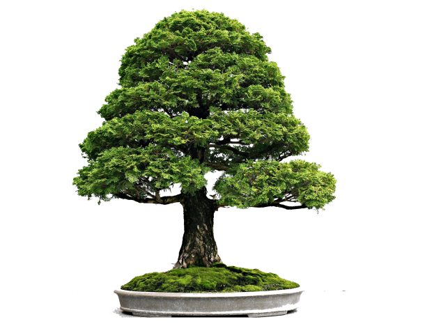 Bonsai Tree Desktop Background.