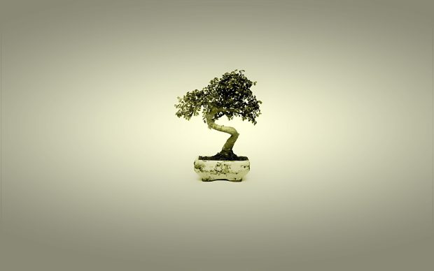 Bonsai Tree Desktop Wallpaper.