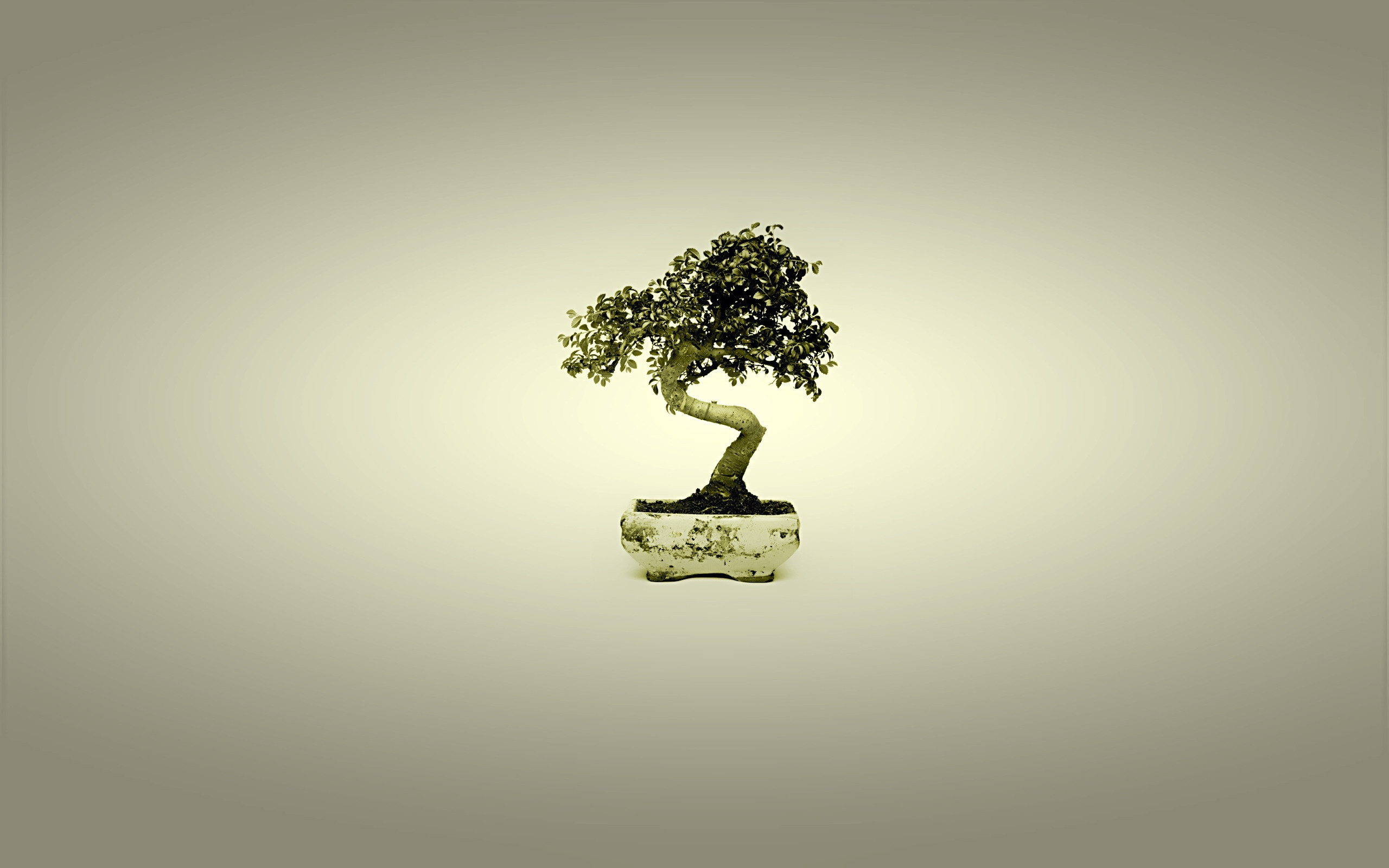 Cây bonsai thật xinh đẹp và tinh tế trên nền hình nền máy tính của bạn. Nó sẽ gợi nhắc đến cảm giác trầm lắng và phong thái lịch sự vốn có trong tác phẩm nghệ thuật này. Hãy cùng xem ngay để trải nghiệm sự thanh tịnh và giải trí cùng những bức ảnh đẹp.