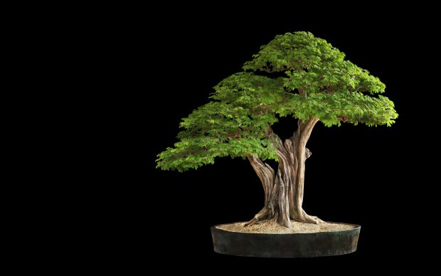 Bonsai Tree HD Background.