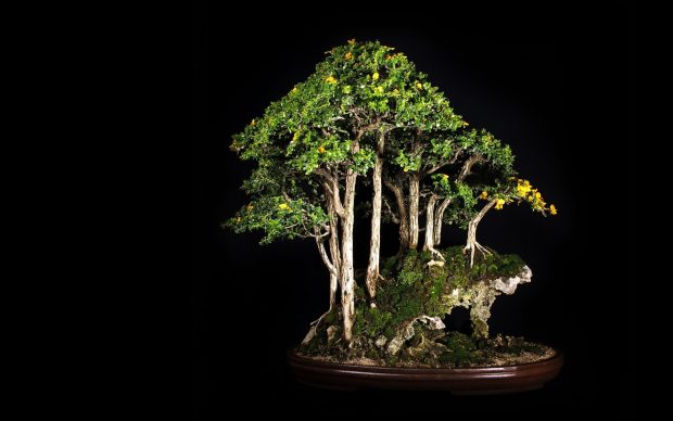 Bonsai Tree HD Wallpaper.